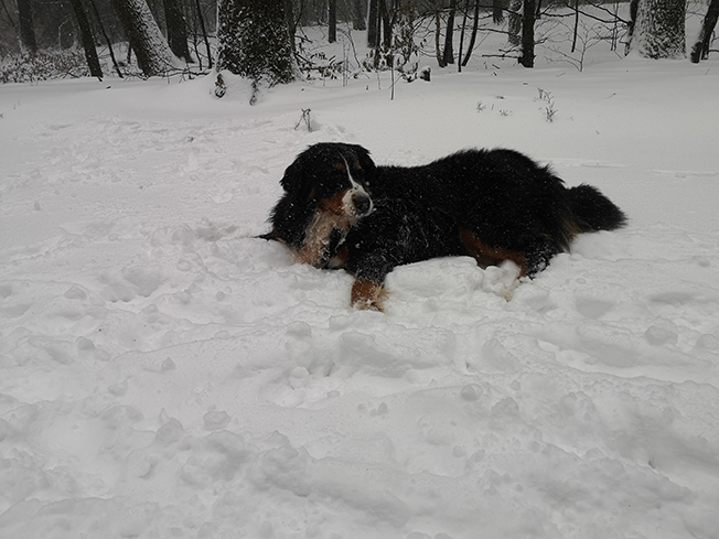 sneeuw hond