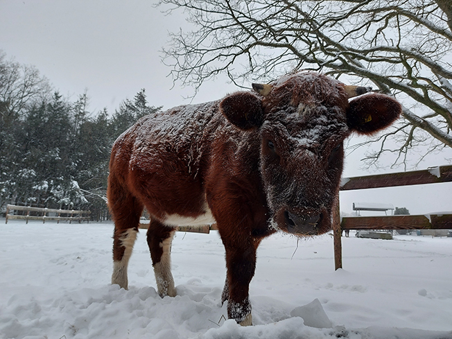 sneeuw koe gea