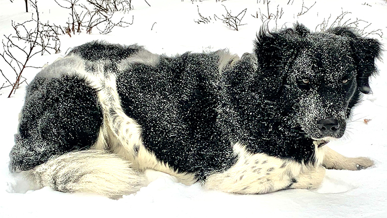 sneeuwfoto 2021 hond daan ludwig