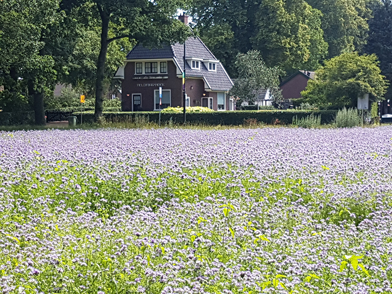 veld blauwe bloemen