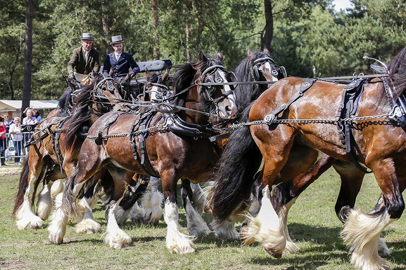 weekend paard hoge veluwe