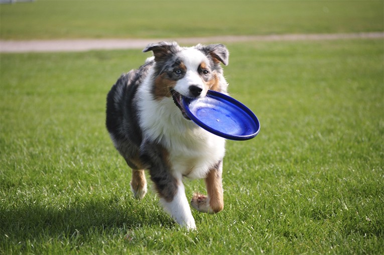 Honden frisbee demo - honden
